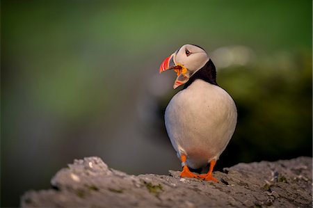 Puffin (Fratercula arctica), resting on rocks, Portmagee, Kerry, Ireland Stock Photo - Premium Royalty-Free, Code: 649-09167070