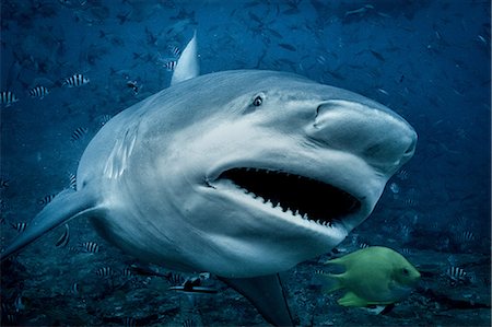 fish school not sardine not people - Bull shark (Carcharhinus leucas), swimming towards camera, underwater view, Beqa Lagoon, Beqa, Fiji Photographie de stock - Premium Libres de Droits, Code: 649-09167085