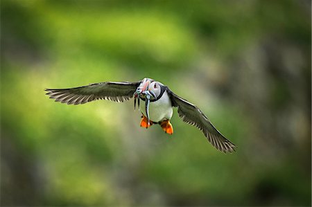 Puffin (Fratercula arctica), in flight with sand eel in mouth, Portmagee, Kerry, Ireland Photographie de stock - Premium Libres de Droits, Code: 649-09167081