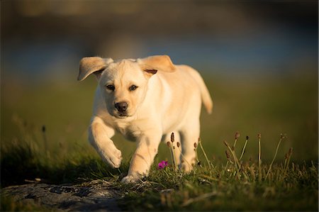 doolin - Labrador puppy, walking outdoors, Doolin, Clare, Ireland Foto de stock - Sin royalties Premium, Código: 649-09167082