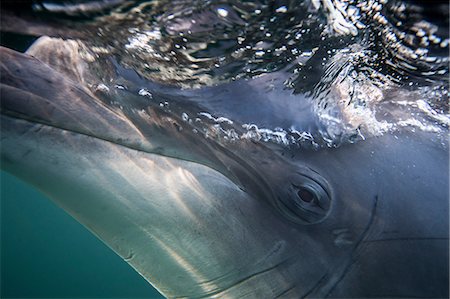 simsearch:649-09167070,k - Bottlenose dolphin's eye, close-up, underwater view Foto de stock - Sin royalties Premium, Código: 649-09167083