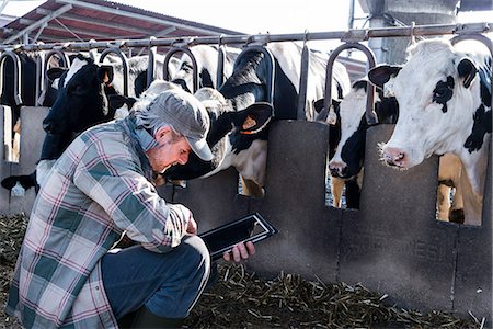 Dairy farm worker checking wellbeing of his cows Photographie de stock - Premium Libres de Droits, Code: 649-09167107