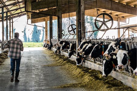 Dairy farm worker walking through cattle shed Photographie de stock - Premium Libres de Droits, Code: 649-09167109