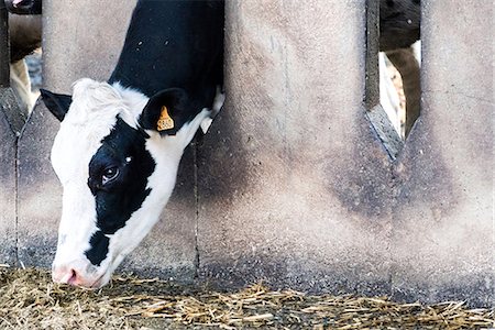 dairy cow head - Dairy cow Stock Photo - Premium Royalty-Free, Code: 649-09167115