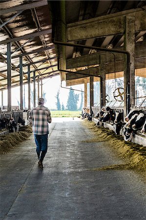 Dairy farm worker walking through cattle shed Photographie de stock - Premium Libres de Droits, Code: 649-09167110