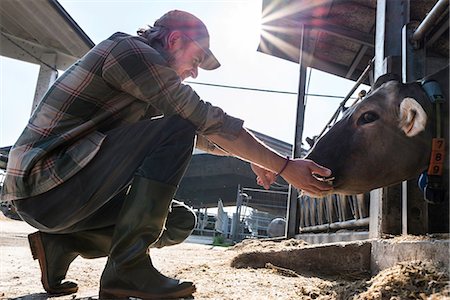 Dairy farm worker checking wellbeing of his cows Stock Photo - Premium Royalty-Free, Code: 649-09167111