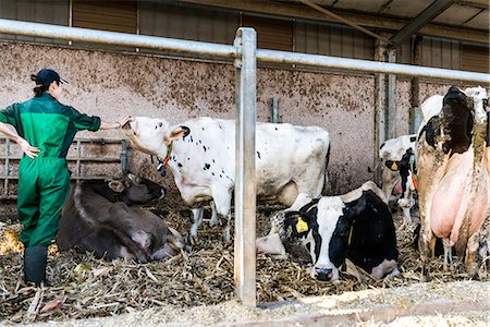 simsearch:649-08824789,k - Dairy farm worker tending to cows in pen Photographie de stock - Premium Libres de Droits, Code: 649-09167162