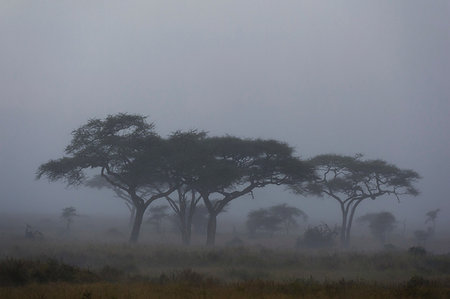 serengeti national park - A rainstorm hits the plains of Serengeti, Seronera, Serengeti National Park, Tanzania Foto de stock - Sin royalties Premium, Código: 649-09176645