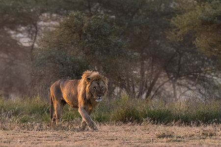 simsearch:614-09110981,k - A male lion (Panthera leo), Ndutu, Ngorongoro Conservation Area, Serengeti, Tanzania Stock Photo - Premium Royalty-Free, Code: 649-09176649