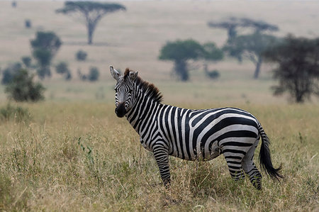 safari landscape animal - Plains zebra (Equus quagga), Seronera, Serengeti National Park, Tanzania Stock Photo - Premium Royalty-Free, Code: 649-09176641