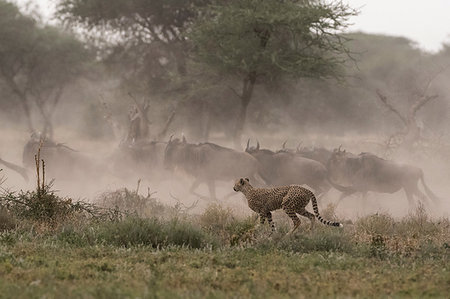 simsearch:649-09176657,k - Cheetah (Acinonyx jubatus) hunting blue wildebeest (Connochaetes taurinus), Ndutu, Ngorongoro Conservation Area, Serengeti, Tanzania Stock Photo - Premium Royalty-Free, Code: 649-09176657