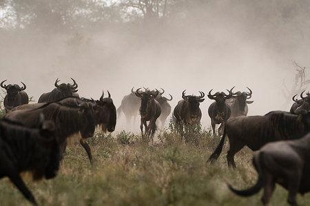 fast running animals - A herd of blue wildebeest (Connochaetes taurinus), Ndutu, Ngorongoro Conservation Area, Serengeti, Tanzania Stock Photo - Premium Royalty-Free, Code: 649-09176658