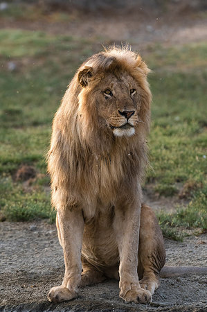 simsearch:614-09110981,k - Male lion (Panthera leo), Ndutu, Ngorongoro Conservation Area, Serengeti, Tanzania Stock Photo - Premium Royalty-Free, Code: 649-09176653