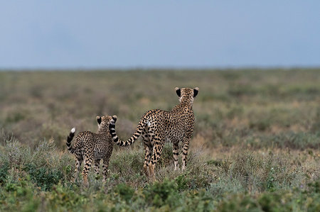 simsearch:649-09123571,k - A female cheetah (Acinonyx jubatus) and its cub surveying the savannah, Ndutu, Ngorongoro Conservation Area, Serengeti, Tanzania Stock Photo - Premium Royalty-Free, Code: 649-09176664