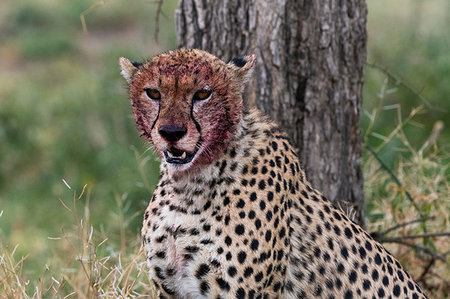 simsearch:649-09176657,k - Cheetah (Acinonyx jubatus) with a bloody face after feeding, Ndutu, Ngorongoro Conservation Area, Serengeti, Tanzania Stock Photo - Premium Royalty-Free, Code: 649-09176661