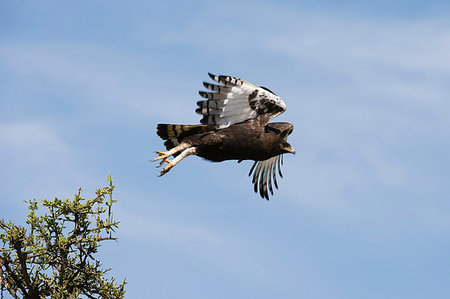 simsearch:841-03490260,k - Long-crested eagle (Lophaetus occipitalis), Ndutu, Ngorongoro Conservation Area, Serengeti, Tanzania Photographie de stock - Premium Libres de Droits, Code: 649-09176662