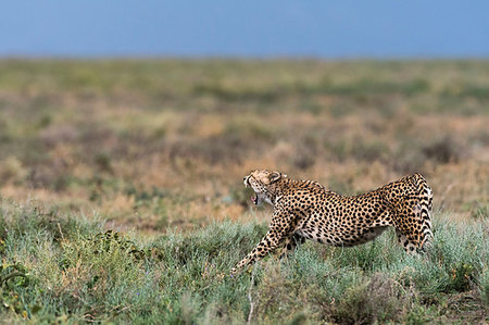 simsearch:6119-07452622,k - Cheetah (Acinonyx jubatus), Ndutu, Ngorongoro Conservation Area, Serengeti, Tanzania Foto de stock - Sin royalties Premium, Código: 649-09176663