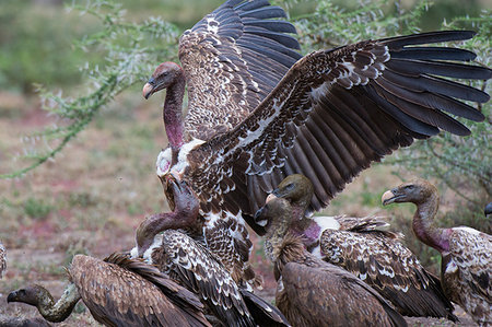simsearch:851-02963307,k - White-backed vultures (Gyps africanus) on a carcass, Ndutu, Ngorongoro Conservation Area, Serengeti, Tanzania Foto de stock - Sin royalties Premium, Código: 649-09176676