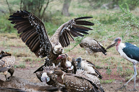 simsearch:649-09176657,k - White-backed vultures (Gyps africanus) on a carcass, Ndutu, Ngorongoro Conservation Area, Serengeti, Tanzania Stock Photo - Premium Royalty-Free, Code: 649-09176677