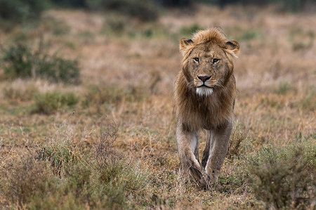 simsearch:614-09110981,k - Male lion walking (Panthera leo), Ndutu, Ngorongoro Conservation Area, Serengeti, Tanzania Stock Photo - Premium Royalty-Free, Code: 649-09176670