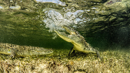 Chinchorro Banks american crocodiles, Xcalak, Quintana Roo, Mexico Foto de stock - Sin royalties Premium, Código: 649-09176815