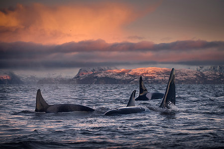 shoal (group of marine animals) - Orcas, killer whales, Skjervøy, Troms, Norway Foto de stock - Sin royalties Premium, Código: 649-09176968