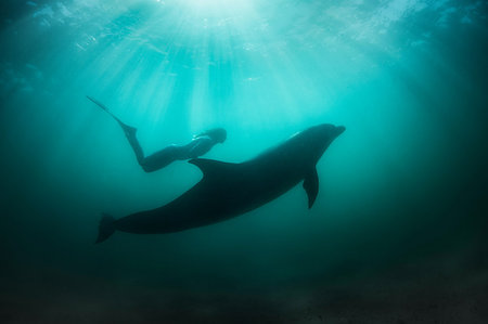 female underwater still - Freediver with wild solitary Bottlenose Dolphin Stock Photo - Premium Royalty-Free, Code: 649-09176963