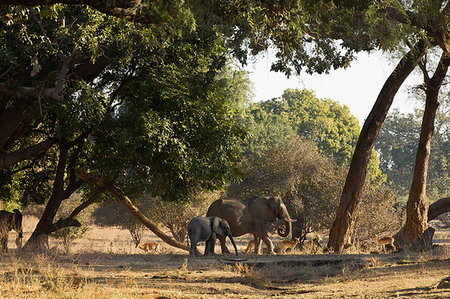 Elephant and calf (Loxodonta Africana), Mana Pools, Zimbabwe Photographie de stock - Premium Libres de Droits, Code: 649-09182286