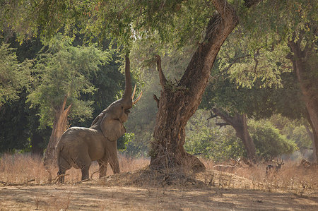 Elephant (Loxodonta Africana), Mana Pools, Zimbabwe Photographie de stock - Premium Libres de Droits, Code: 649-09182280