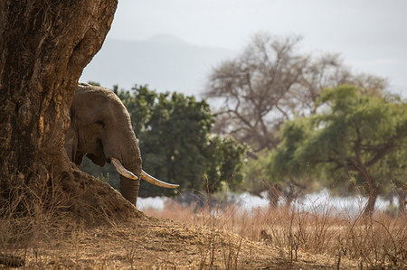 elefante - Elephant (Loxodonta Africana), Mana Pools, Zimbabwe Photographie de stock - Premium Libres de Droits, Code: 649-09182281