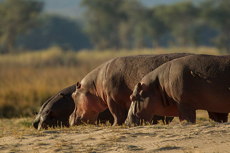 simsearch:649-09078487,k - Hippopotamus (Hippopotamus amphibius), Mana Pools, Zimbabwe Foto de stock - Sin royalties Premium, Código: 649-09182297