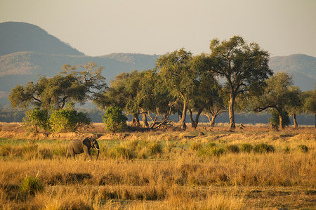 elephant africa photo - Elephant (Loxodonta Africana), Mana Pools, Zimbabwe Stock Photo - Premium Royalty-Free, Code: 649-09182298