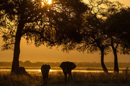 simbabwe - Elephant and calf (Loxodonta Africana),  Zambezi River, Zimbabwe Stockbilder - Premium RF Lizenzfrei, Bildnummer: 649-09182299