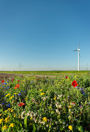 Wild flowers planted along fields, wind turbines in background, Swifterbant, Flevoland, Netherlands Stock Photo - Premium Royalty-Free, Code: 649-09195981