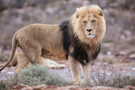 simsearch:614-09039003,k - Lion (Panthera leo), Touws River, Western Cape, South Africa Foto de stock - Royalty Free Premium, Número: 649-09195996