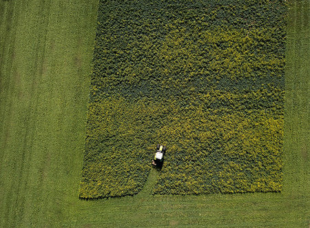 récolté - Overhead view of crops being harvested Photographie de stock - Premium Libres de Droits, Code: 649-09196140