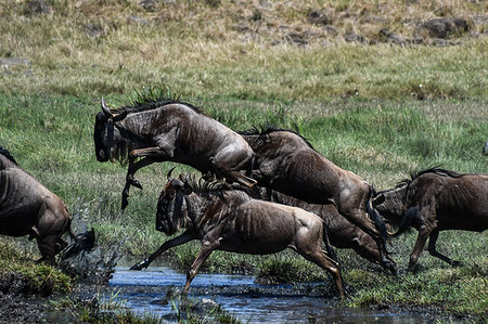 simsearch:862-08719144,k - Wildebeest on yearly migration launching across Mara River, Southern Kenya Stock Photo - Premium Royalty-Free, Code: 649-09196377