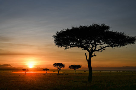 simsearch:614-08990283,k - Dawn on plains of Masai Mara, Kenya Foto de stock - Sin royalties Premium, Código: 649-09196381