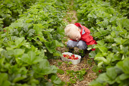 Boy picking strawberries in field Stock Photo - Premium Royalty-Free, Code: 649-09205777