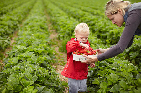simsearch:649-03772458,k - Mother and son picking strawberries Photographie de stock - Premium Libres de Droits, Code: 649-09205778