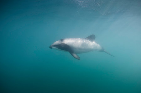 simsearch:649-09206531,k - Hectors dolphin swimming underwater Foto de stock - Sin royalties Premium, Código: 649-09206102