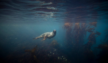 simsearch:649-08561187,k - Hookers sea lion swimming underwater Photographie de stock - Premium Libres de Droits, Code: 649-09206165