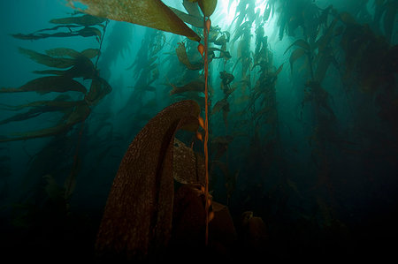 Giant kelp floating underwater Photographie de stock - Premium Libres de Droits, Code: 649-09206163