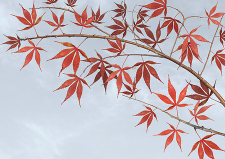 simsearch:649-08381527,k - Red maple leaves on tree Foto de stock - Royalty Free Premium, Número: 649-09206299