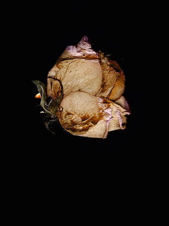 picture of dead roses - Close up of dried wilted flower Stock Photo - Premium Royalty-Free, Code: 649-09206292