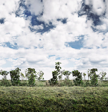 simsearch:649-06432787,k - Shrubs growing in rural field Foto de stock - Sin royalties Premium, Código: 649-09206309