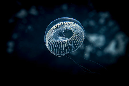 simsearch:649-09206522,k - Jellyfish swimming underwater Stock Photo - Premium Royalty-Free, Code: 649-09206526