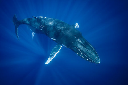 simsearch:649-09206531,k - Humpback whale swimming underwater Foto de stock - Sin royalties Premium, Código: 649-09206529