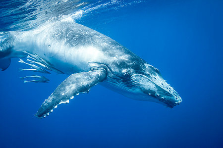 simsearch:614-08867972,k - Humpback whale swimming underwater Fotografie stock - Premium Royalty-Free, Codice: 649-09206532