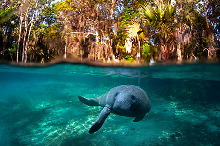 Manatee swimming in tropical water Foto de stock - Sin royalties Premium, Código: 649-09206548